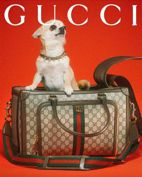 portachiavi gucci dog|gucci pet collection dogs.